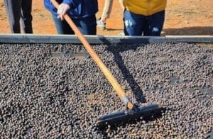 עיבוד קפה: כל השיטות בדרך לטעם המושלם